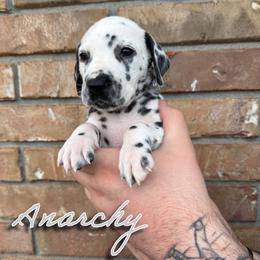 Anarchy - LUA - White and black female Dalmatian puppy in Mount Vernon, Missouri from Spots & Spirals