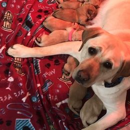 Labrador Retriever Puppies from One Willow Labradors