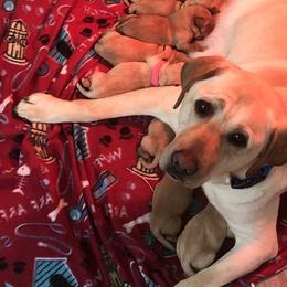 Labrador Retriever Puppies from One Willow Labradors