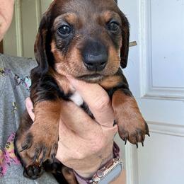 Gray - Wild boar female Dachshund puppy in South Fulton, Tennessee from Stiles' Heartfyre Dachshunds