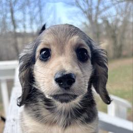 Maple 3500 - Cream female Dachshund puppy in Sylvania, Alabama from Yancey’s Doxies