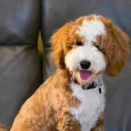 Susie - Goldendoodle