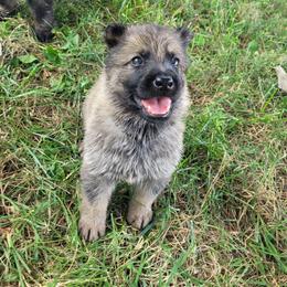 Walker (Black male) - Sable male German Shepherd puppy in Winchester, Kentucky from Del Lago Canine