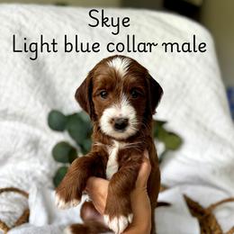 Skye - Red  male Goldendoodle puppy in Chesapeake, Virginia from Buck's Pups