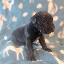 Severus (Yellow Collar) - Black male Cane Corso puppy in Stilwell, Oklahoma from Killing Joke Kennels