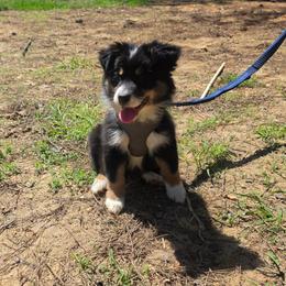 Blue collar - Black tri-color female Australian Shepherd puppy in Defuniak Springs, Florida from Blue Cypress Stock dogs