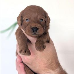Slushy - Red  male Goldendoodle puppy in Blackfoot, Idaho from Riverside Poodles