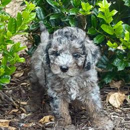 Rowlf- Price 2500. - Blue merle male Aussiedoodle puppy in Midlothian, Texas from Gray Doodles