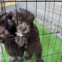 Havanese Puppies from Havanese on the Hill