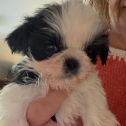 Melody - Black and white female Shih Tzu puppy in Redmond, Oregon from Jazzie Shih Tzu