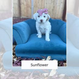 Sunflower - Parti female Goldendoodle puppy in Las Vegas, Nevada from Bridges Goldendoodles