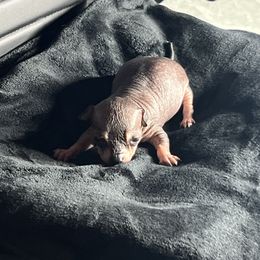 Snoopy - Merle male Chihuahua puppy in Laredo, Texas from Texas Nightblooming Hairless Chihuahuas