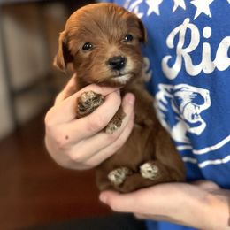 Red Collar Male - Red  male Goldendoodle puppy in from Blue Ridge Goldens