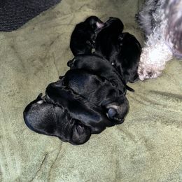 Purple collar female - Black and silver female Miniature Schnauzer puppy in La Fayette, Georgia from Daniels Mini Schnauzers