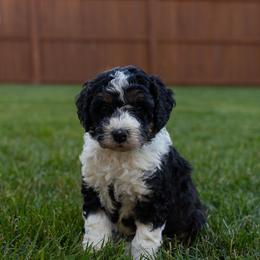 Rue - Tri-color female Bernedoodle puppy in Fishers, Indiana from Fishers Bernedoodles
