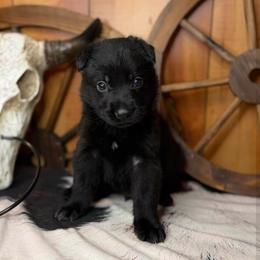 Shoka - Black male German Shepherd puppy in Beech Grove, Arkansas from Ze Zadnich lesu