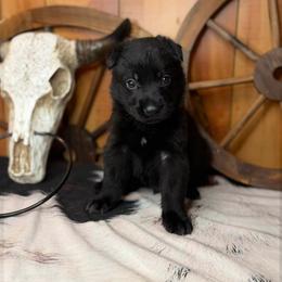 Shoka - Black male German Shepherd puppy in Beech Grove, Arkansas from Ze Zadnich lesu