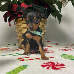 Cookie - Black and tan female Miniature Pinscher puppy in Lancaster, Missouri from White Stone Ranch