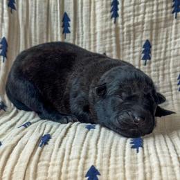 Benedikt (Lime) - Gold brindle male Dutch Shepherd puppy in Slippery Rock, Pennsylvania from Pytka Performance K9