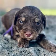 Missy1 (Mississippi) - female Golden Mountain Doodle puppy in Twin Falls, Idaho from Magic Valley Family Doodles