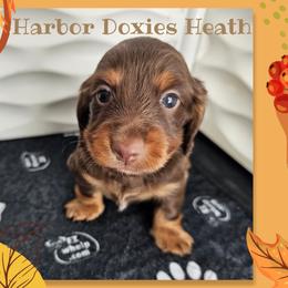 Heath - Black and tan male Dachshund puppy in Panama City, Florida from Harbor Doxies