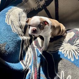 Boston Terrier Puppies from Xavier's Uncanny Boston Terriers