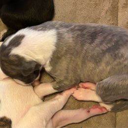 Pierre - Fawn brindle Whippet puppy in Katy, Texas from Texas Diamond Whippets