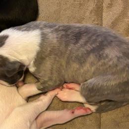 Pierre - Fawn brindle Whippet puppy in Katy, Texas from Texas Diamond Whippets