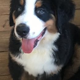 Bernese Mountain Dog Puppies from D’S Bernese Mountain Dogs