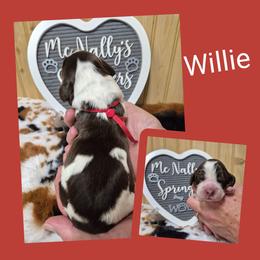Willie - Liver white and tan male English Springer Spaniel puppy in Freeland, Michigan from McNally's Springer Spaniels