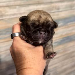 Max (brown) - Fawn male Pug puppy in Hereford, Arizona from Broken Road Ranch Pugs