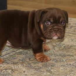 Caramel - Chocolate tri-color male Bulldog puppy in Zionsville, Indiana from Midwest Bulldogs