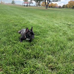 French Bulldog All Grown Up from Frenchie & Co.
