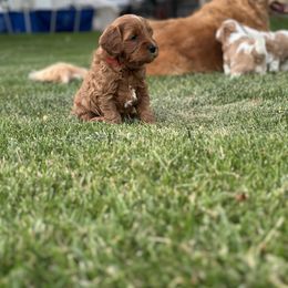 Assorted Doodle Crosses Puppies from Golden Palms Puppies