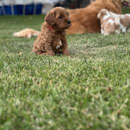 Assorted Doodle Crosses Puppies from Golden Palms Puppies