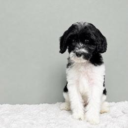 Pippin - Black female Australian Labradoodle puppy in Springfield, Ohio from Dawson & Daryn's Royal Companions