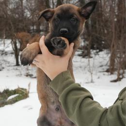 Tyrion - Fawn male Belgian Malinois puppy in Baltimore, Maryland from Abenteurer German Shepherds & Belgian Malinois