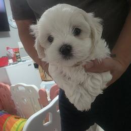 Wyatt - White male Mal-Shi puppy in Belleville, Michigan from Michigan Maltese Puppies
