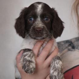 Koa - Liver white and roan male English Springer Spaniel puppy in Florida from Thunderbird Springers