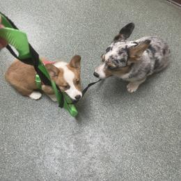 American Corgi and Pembroke Welsh Corgi Puppies from Lonesome Boone Corgis
