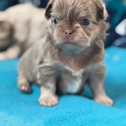 Zade - Blue and white male Chihuahua puppy in Newport Beach, California from Exotic City Pomeranians and chihuahuas