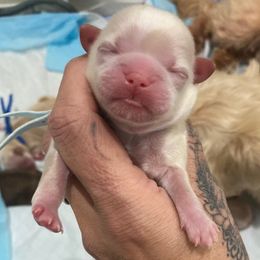 Boy 1 - male Shih Tzu puppy in Manahawkin, New Jersey from Lilly’s Seashore Shih Tzus