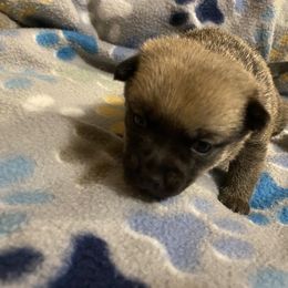 Pomeranian Puppies from Nikki’s Poms