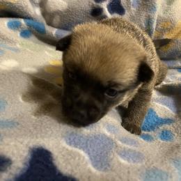 Pomeranian Puppies from Nikki’s Poms