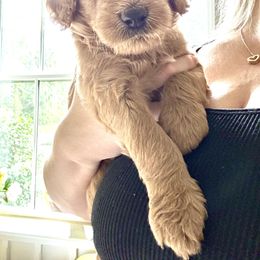 Goldendoodle Puppies from Rezapour Doodle Estate