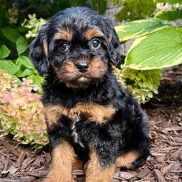Symphony - Black and tan female Cavapoo puppy in Midland, Michigan from Northern Charm Farm