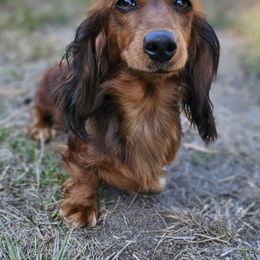 Honey - Dachshund
