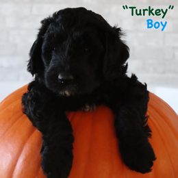 Turkey - Black male Goldendoodle puppy in Payson, Utah from Country Sky Doodles