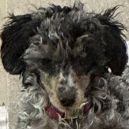 Bernedoodles, Poodles, and Shihpoos from Sue Watkins