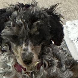 Bernedoodles, Poodles, and Shihpoos from Sue Watkins